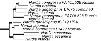 Attēlu rezultāti vaicājumam “Nardia geoscyphus”