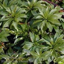 Attēlu rezultāti vaicājumam “Rhodobryum roseum”