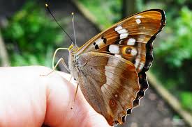 Attēlu rezultāti vaicājumam “Apatura ilia male”