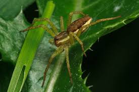 Attēlu rezultāti vaicājumam “Dolomedes fimbriatus”