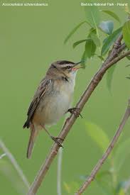 Attēlu rezultāti vaicājumam “Acrocephalus schoenobaenus adult”
