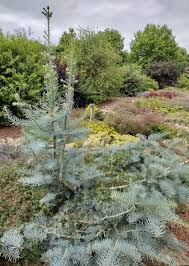Attēlu rezultāti vaicājumam “Abies concolor”