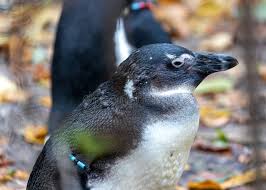 Image result for Spheniscus demersus