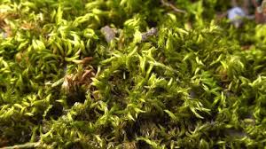 Attēlu rezultāti vaicājumam “Brachythecium salebrosum sporophyte”