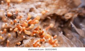 Attēlu rezultāti vaicājumam “Trichia decipiens”