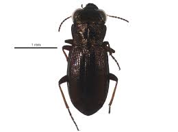 Attēlu rezultāti vaicājumam “Notiophilus germinyi”