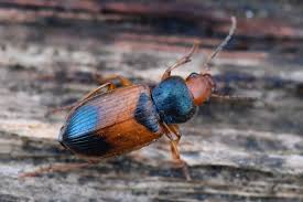 Attēlu rezultāti vaicājumam “Diachromus germanus”