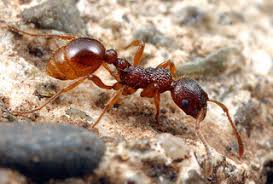 Attēlu rezultāti vaicājumam “Myrmica rubra”
