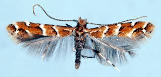 Attēlu rezultāti vaicājumam “Cameraria ohridella”