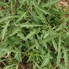 Attēlu rezultāti vaicājumam “Diplotaxis tenuifolia bud”