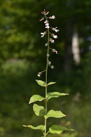 Attēlu rezultāti vaicājumam “Circaea lutetiana”