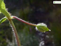 Attēlu rezultāti vaicājumam “Stellaria nemorum bud”