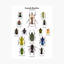 Attēlu rezultāti vaicājumam “Scarabaeidae”