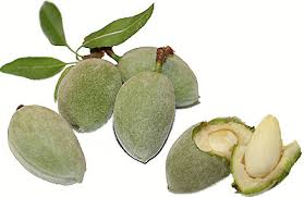 Image result for fresh green almonds