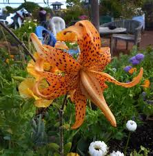 Attēlu rezultāti vaicājumam “Lilium lancifolium”