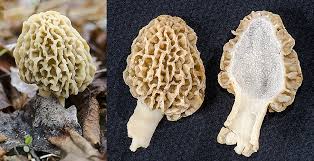 Attēlu rezultāti vaicājumam “Morchella esculenta”