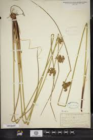 Attēlu rezultāti vaicājumam “Juncus conglomeratus”