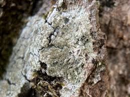 Attēlu rezultāti vaicājumam “Pertusaria coccodes”