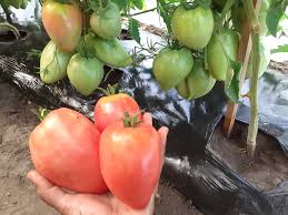 Afbeeldingsresultaat voor CDB tomato
