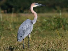 Image result for heron