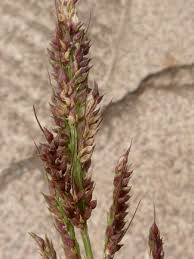 Attēlu rezultāti vaicājumam “Echinochloa crus-galli leaf”