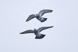 Attēlu rezultāti vaicājumam “Columba livia f. domestica”