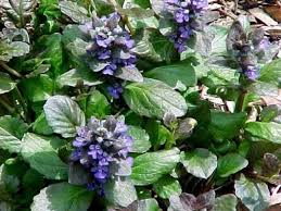 Attēlu rezultāti vaicājumam “Ajuga reptans flower”