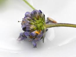 Attēlu rezultāti vaicājumam “Urocystis anemones spores”