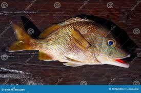 Image result for Haemulon plumierii