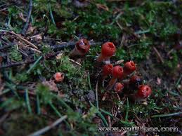 Attēlu rezultāti vaicājumam “Microstoma protracta”