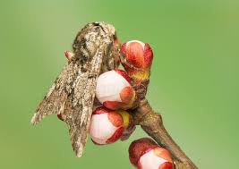 Attēlu rezultāti vaicājumam “Biston strataria”