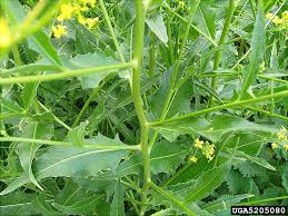 Attēlu rezultāti vaicājumam “Bunias orientalis flower”