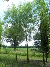 Attēlu rezultāti vaicājumam “Salix alba var. vitellina”