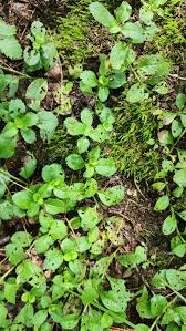 Attēlu rezultāti vaicājumam “Veronica officinalis leaf”