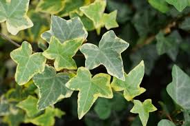 Attēlu rezultāti vaicājumam “Hedera helix  leaf”