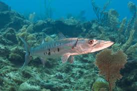Image result for Sphyraena barracuda