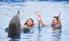 Image result for Adventure Dolphin