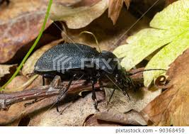 Attēlu rezultāti vaicājumam “Carabus coriaceus”