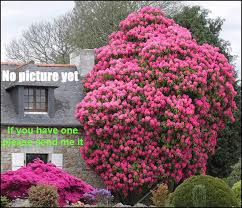 Attēlu rezultāti vaicājumam “Rhododendron sichotense flower”