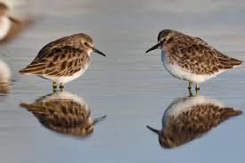 Image result for Calidris minutilla