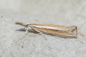 Attēlu rezultāti vaicājumam “Agriphila selasella”