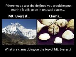 Image result for mountain top seashell