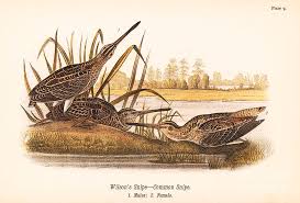 Image result for Gallinago delicata