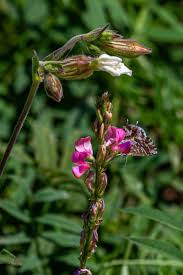 Attēlu rezultāti vaicājumam “Lycaeniinae”