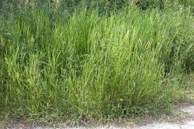 Attēlu rezultāti vaicājumam “Elytrigia repens subsp. arenosa”