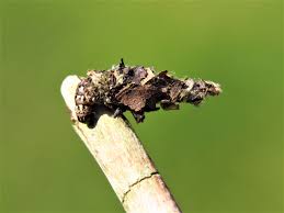 Attēlu rezultāti vaicājumam “Proutia betulina”