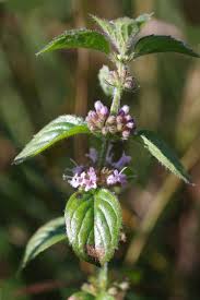 Attēlu rezultāti vaicājumam “Mentha arvensis”