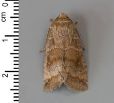 Attēlu rezultāti vaicājumam “Eilema griseola larva”