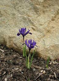 Attēlu rezultāti vaicājumam “Iris reticulata”