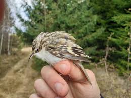Attēlu rezultāti vaicājumam “Certhia familiaris adult”